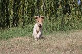 FOX TERRIER 078